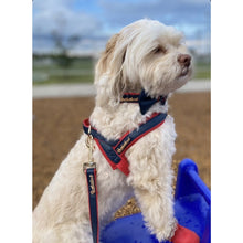 Harnais pour chien Cardinal One-Click