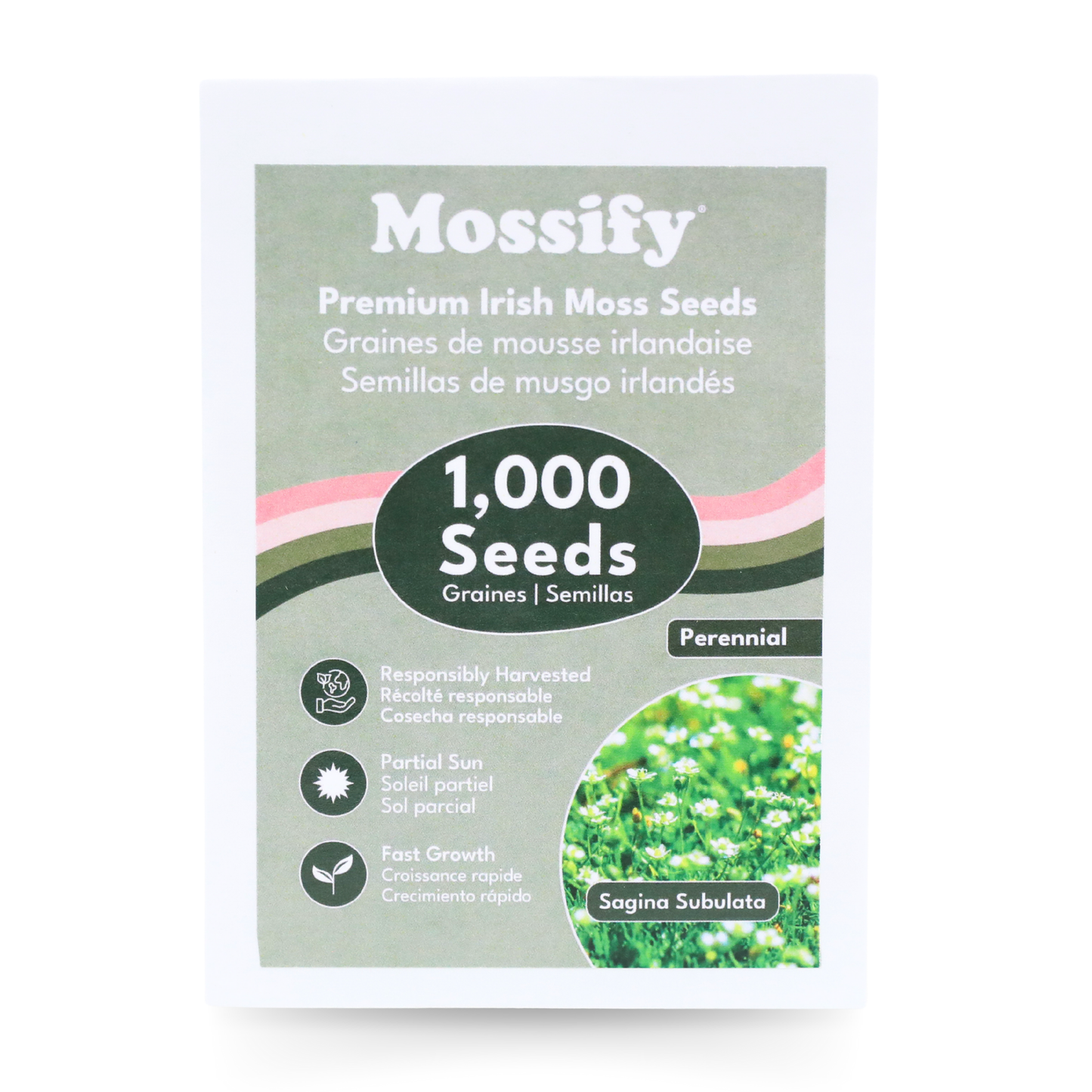 Graines de mousse irlandaise de qualité supérieure - Graines de Sagina Subulata