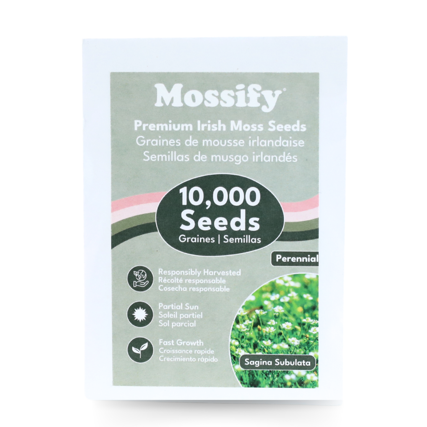 Graines de mousse irlandaise de qualité supérieure - Graines de Sagina Subulata