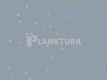 Isochrysis Live Phytoplankton - Coral Shots