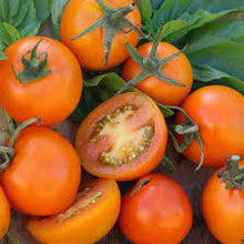 Jaune de Flamme Tomato