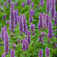 Menthe de Corée Réglisse