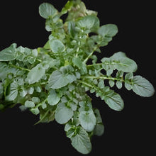 Land Cress