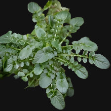 Land Cress