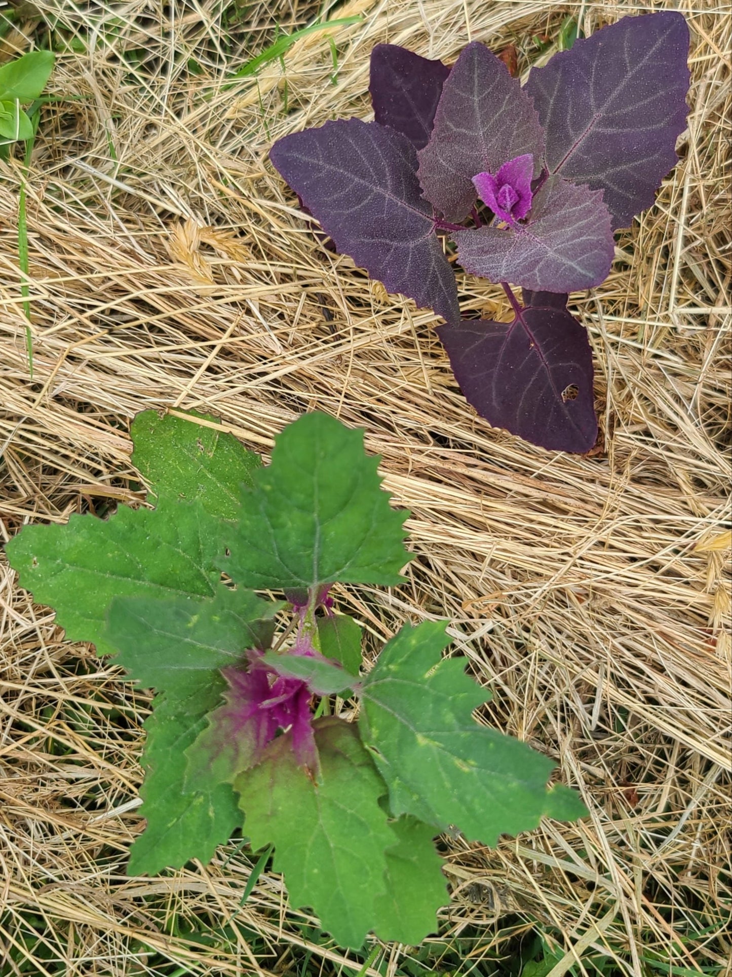 Magenta Spreen