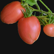 Tomate géante Kootenai de Maida
