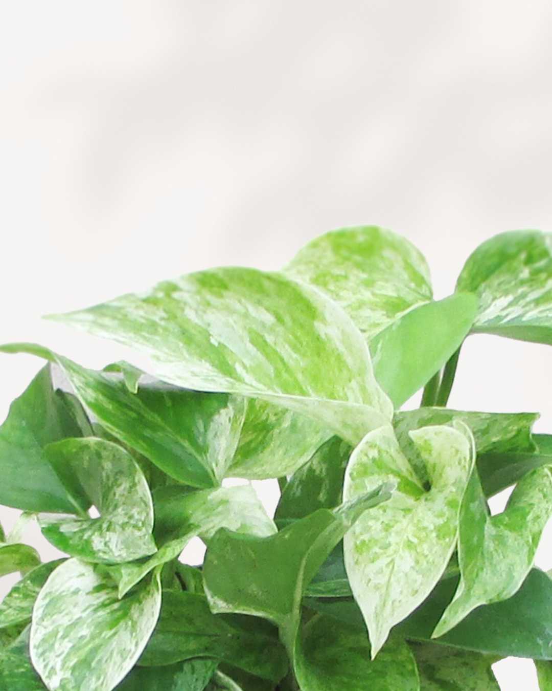 Pothos Marble Queen - Epipremnum Aureum Marble Queen