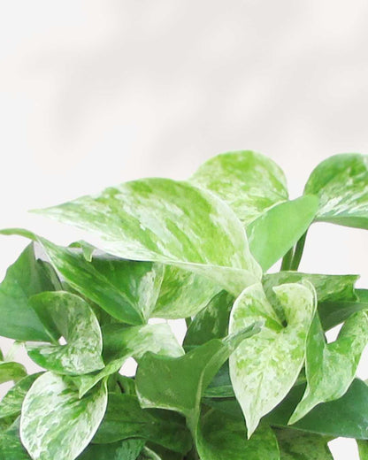 Pothos Marble Queen - Epipremnum Aureum Marble Queen