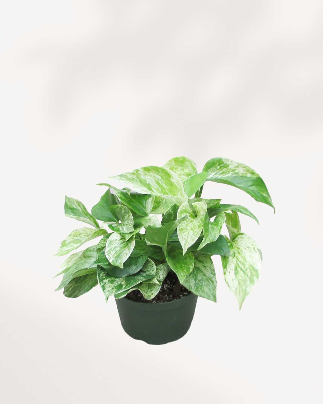 Pothos Marble Queen - Epipremnum Aureum Marble Queen