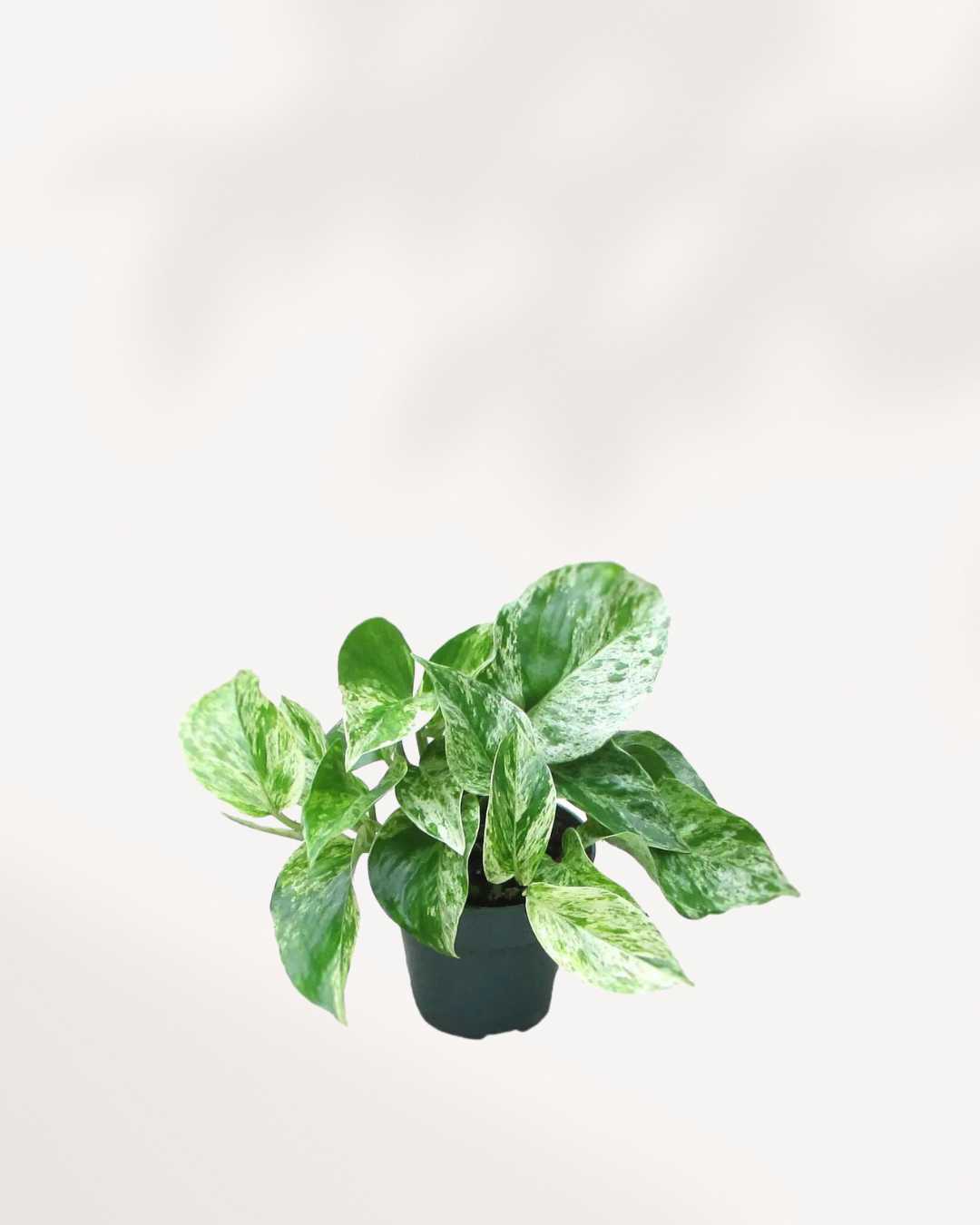 Pothos Marble Queen - Epipremnum Aureum Marble Queen