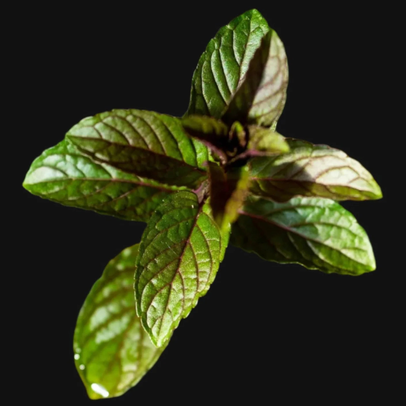 Porte-greffe Chocolat Menthe