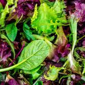 Mélange mesclun