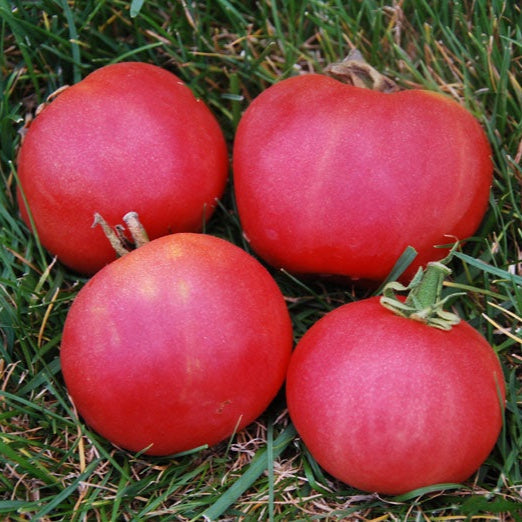 Tomate rose Metchosin