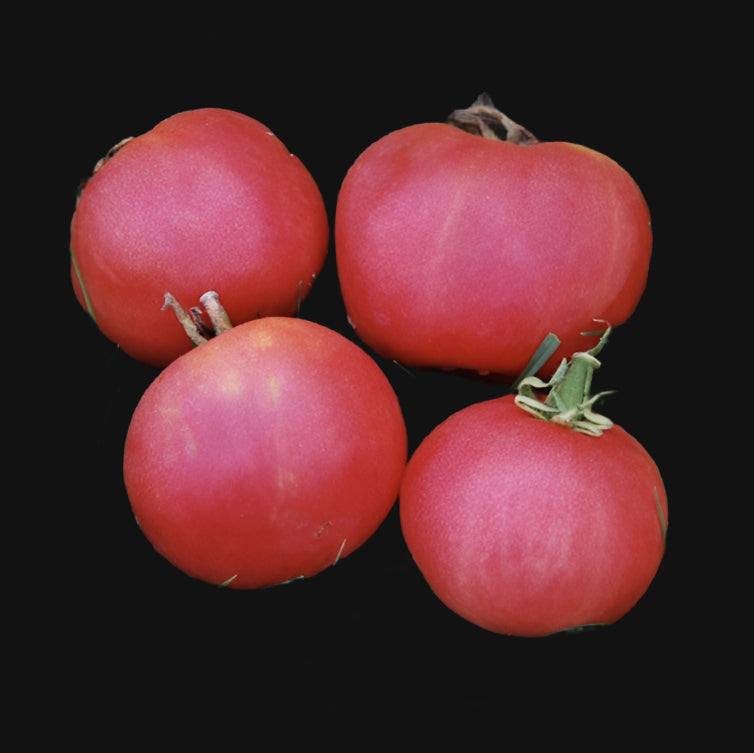 Tomate rose Metchosin