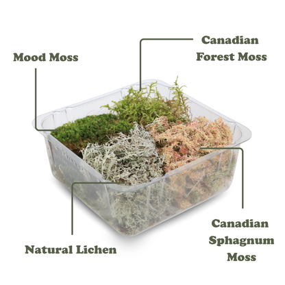 Pack Mixte Revita-Moss™