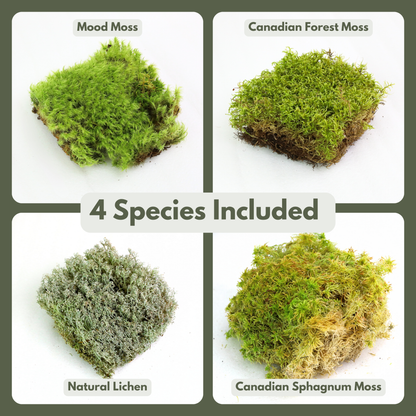 Pack Mixte Revita-Moss™