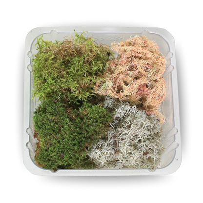 Pack Mixte Revita-Moss™