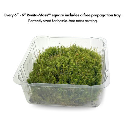 Mousse de sphaigne - Revita-Moss (Dicranum)