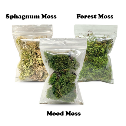 Kit de terrarium Mossify