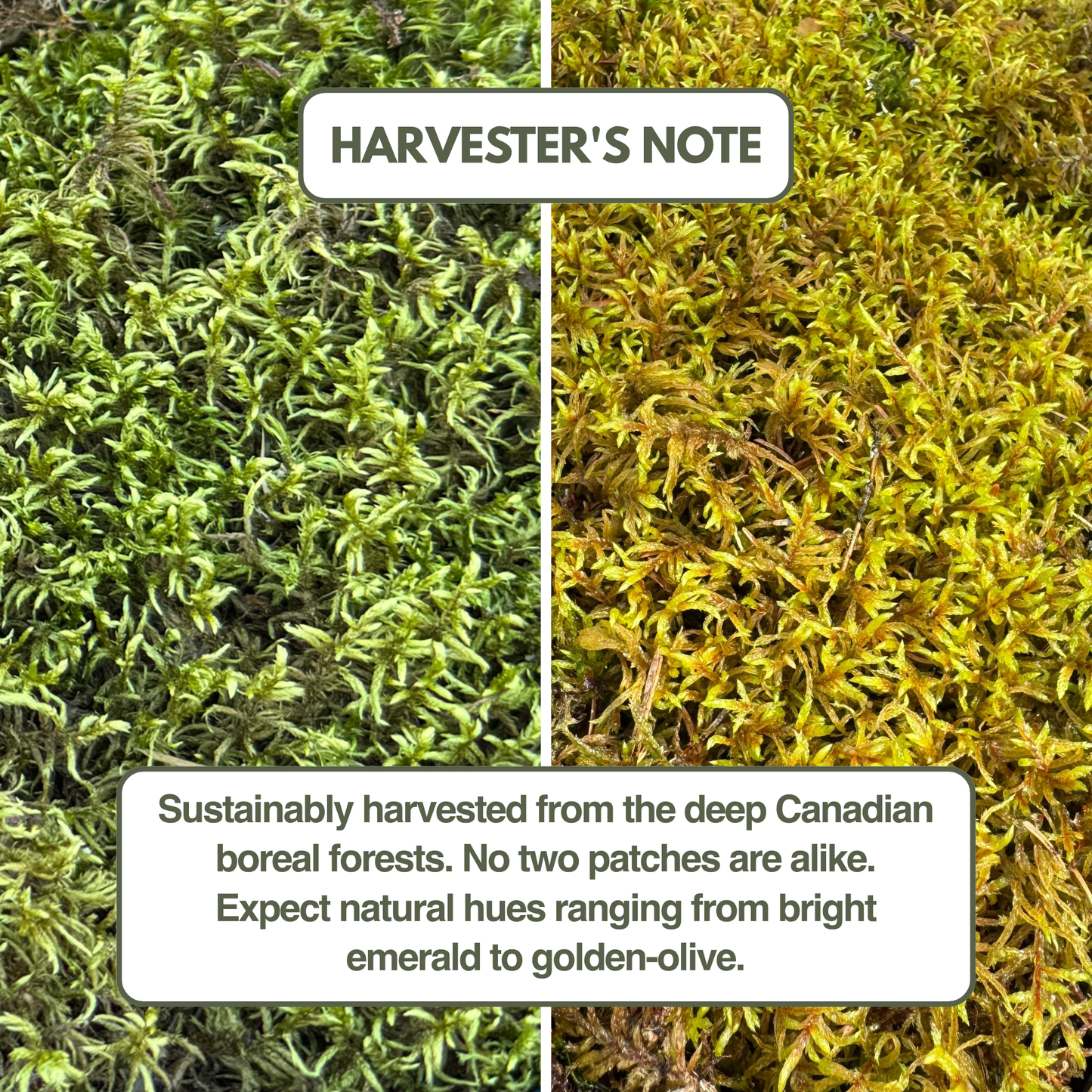 Mousse forestière canadienne naturelle - Revita-Moss™ (Pleurozium schreberi)