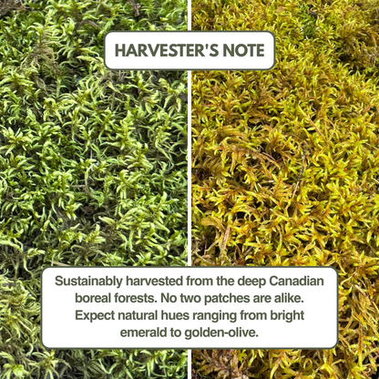 Mousse forestière canadienne naturelle - Revita-Moss™ (Pleurozium schreberi)