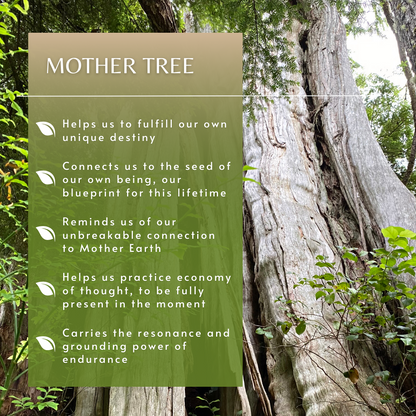 Mother Tree | Combination Essence