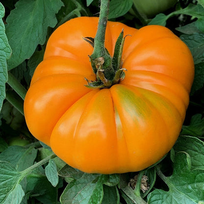 Tomate Beefsteak orange