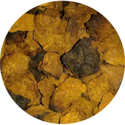 Wild Canadian Chaga Mushroom Chunks — Traditional Cut