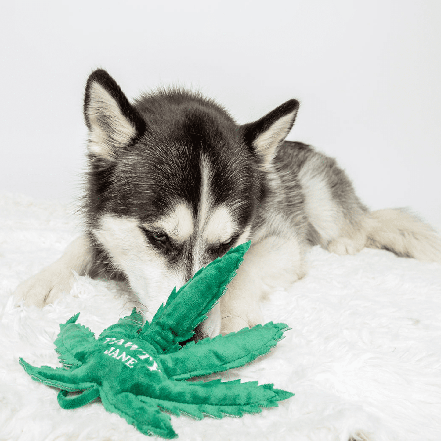 Jouet pour chien Pawty Jane