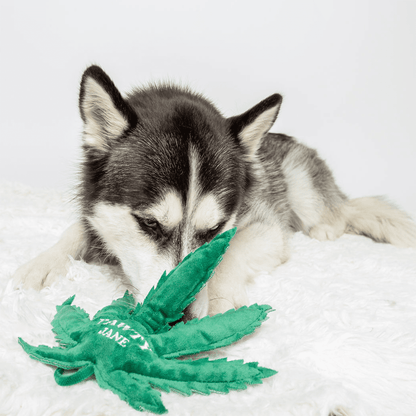 Jouet pour chien Pawty Jane