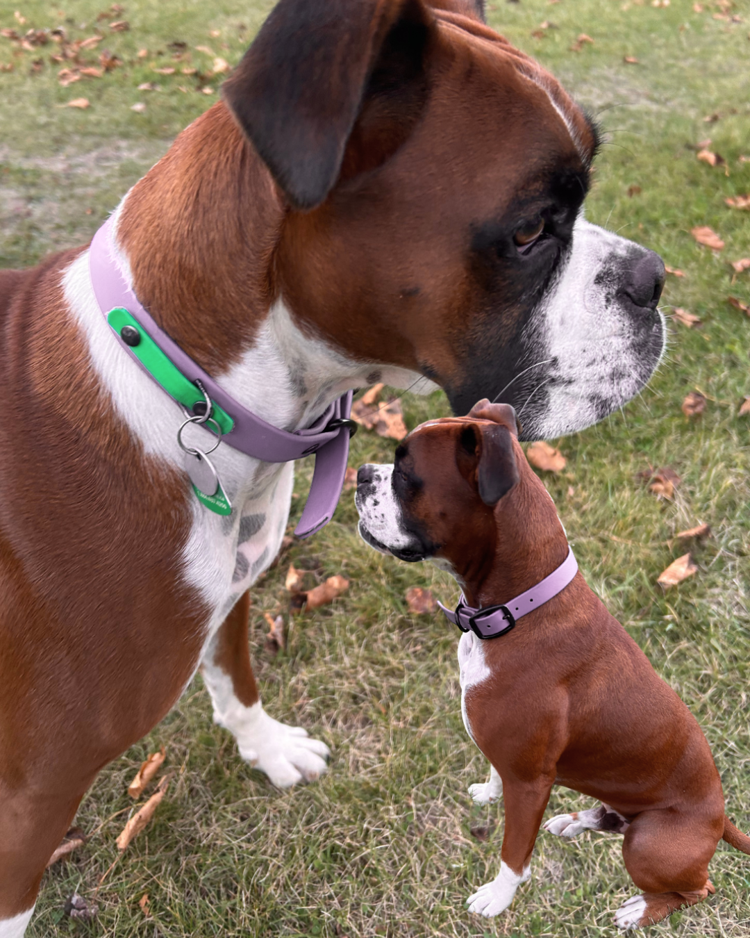 Biothane dog collar - Handmade in Quebec