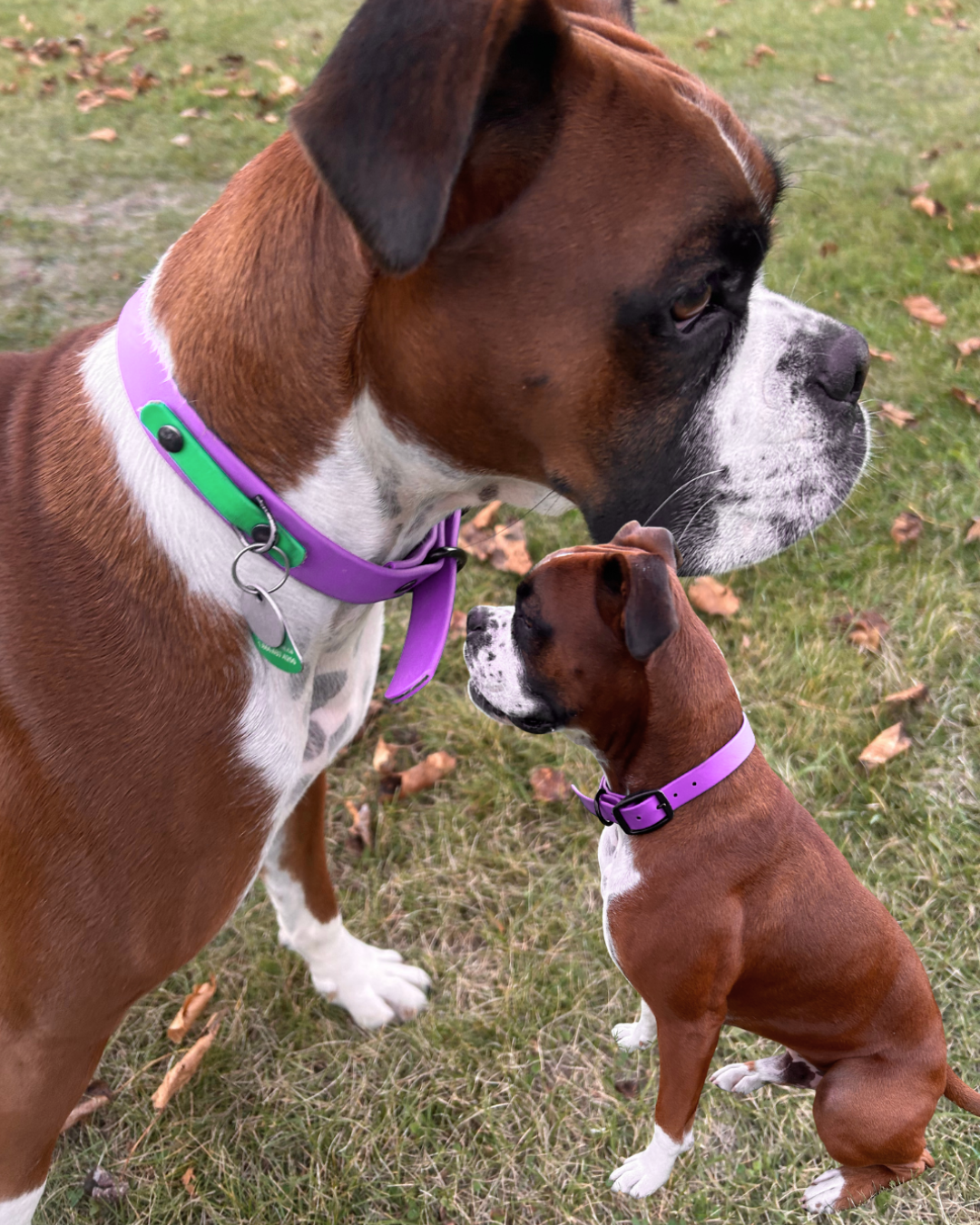 Biothane dog collar - Handmade in Quebec