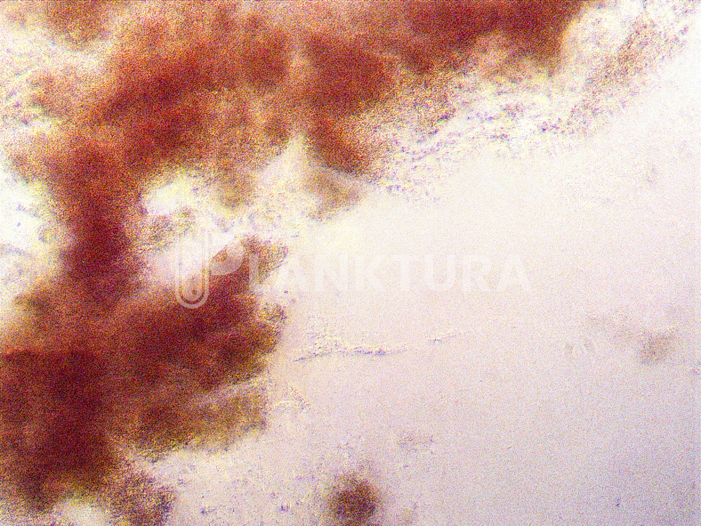 Bactéries vivantes Palustris - Carburant Bacto