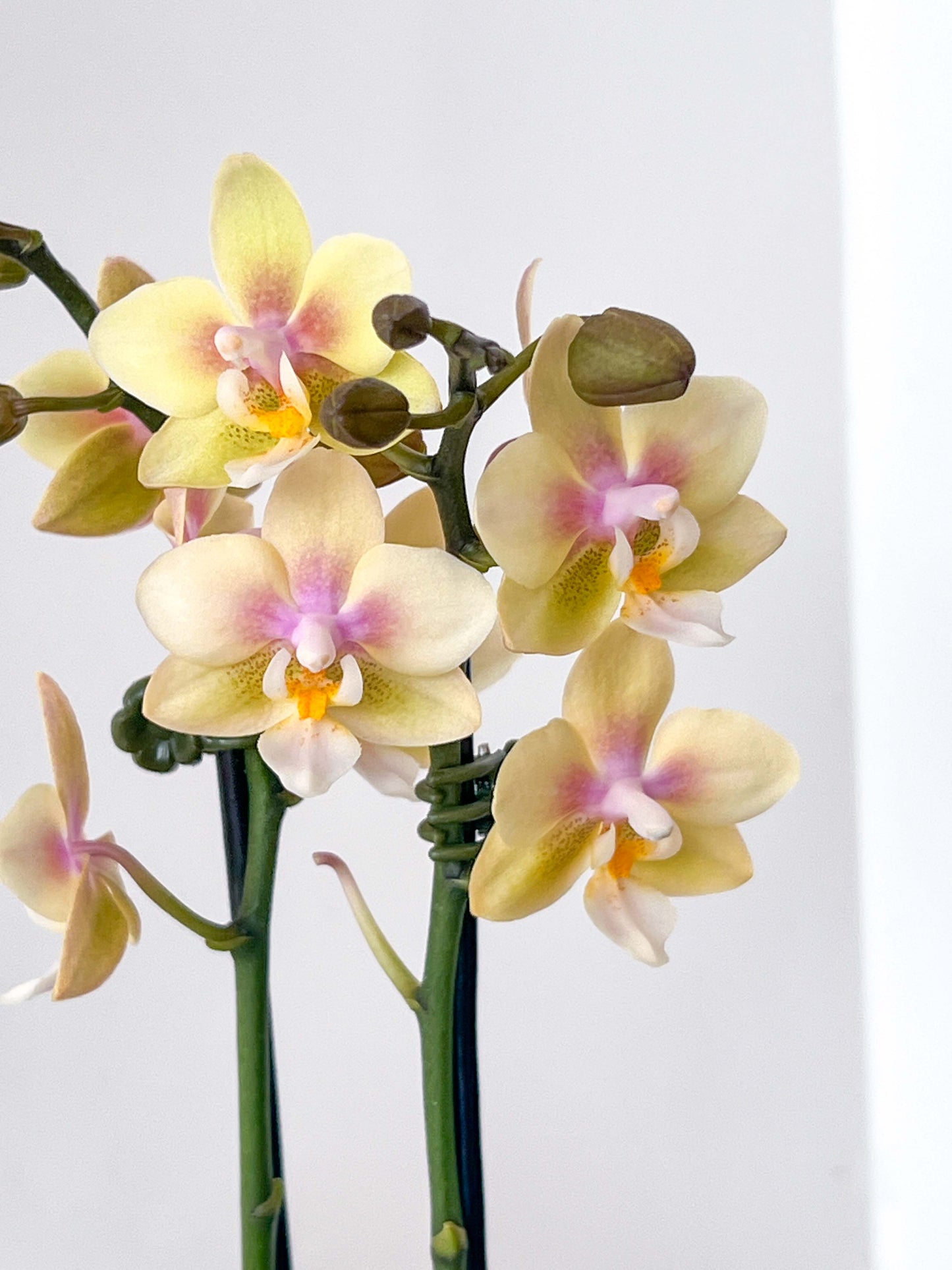 Best in Bloom - Compact Phalaenopsis with Pot