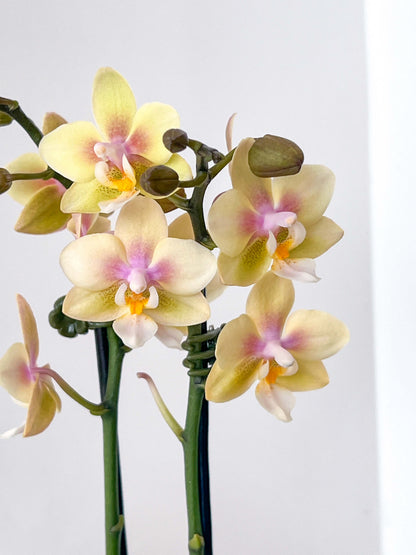 Best in Bloom - Compact Phalaenopsis with Pot
