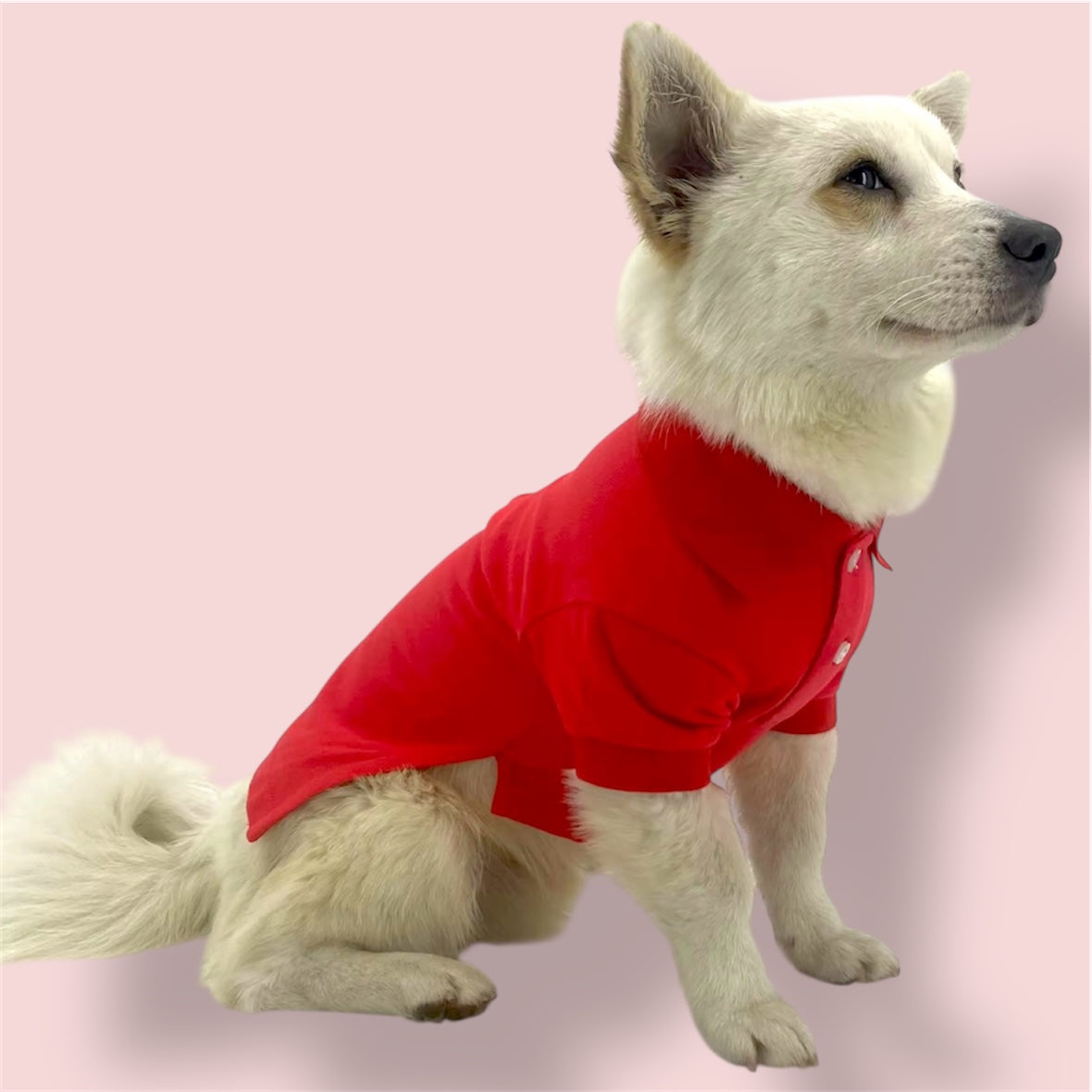 Chemise en coton rouge