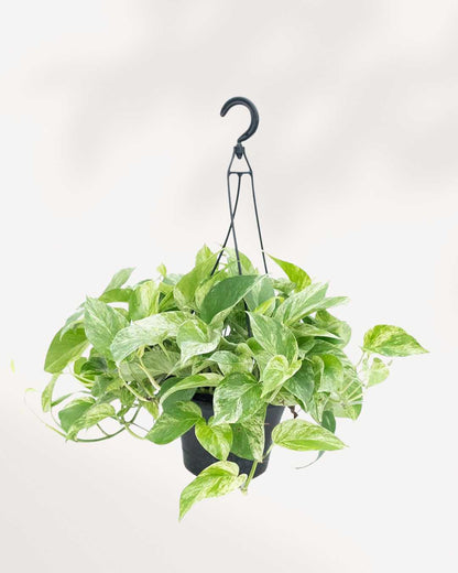 Pothos Marble Queen - Epipremnum Aureum Marble Queen