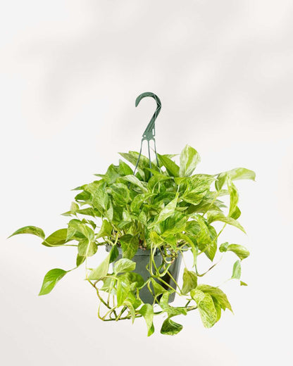 Pothos Marble Queen - Epipremnum Aureum Marble Queen