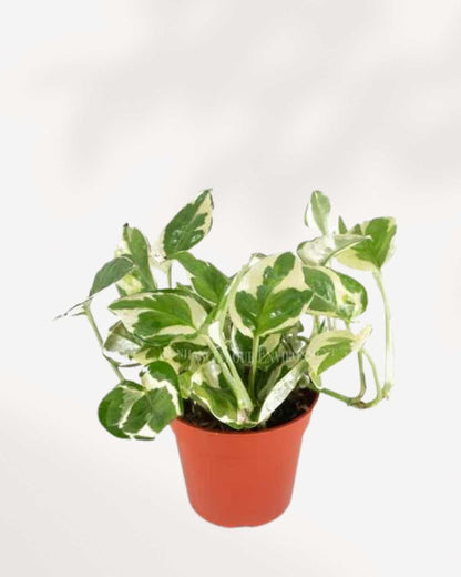 Pothos N’Joy