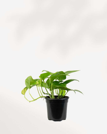 Pothos doré - Epipremnum Aureum Golden