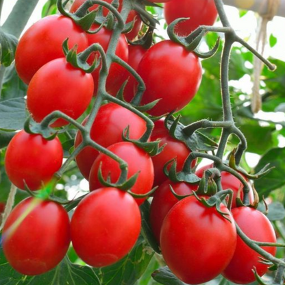 Tomate Principe Borghese