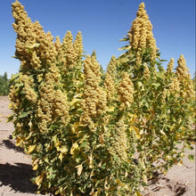 Quinoa