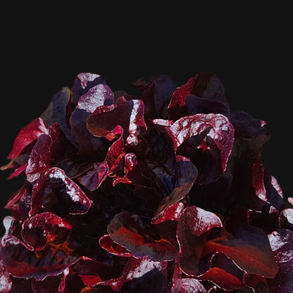 Laitue rouge romaine