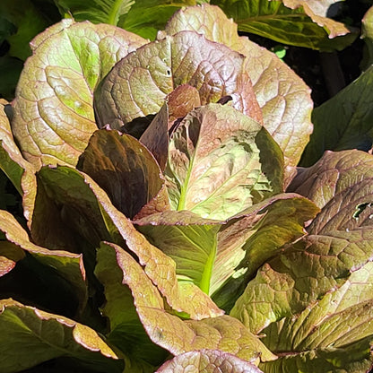Laitue rouge romaine