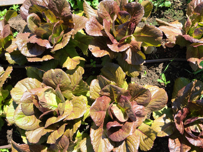Laitue rouge romaine