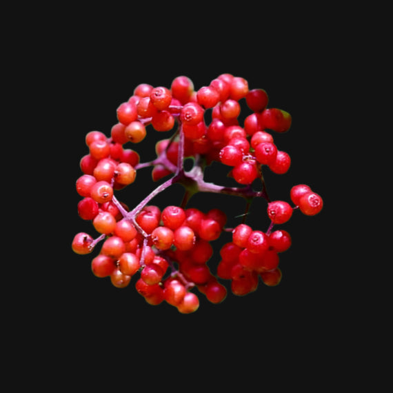 Sureau rouge