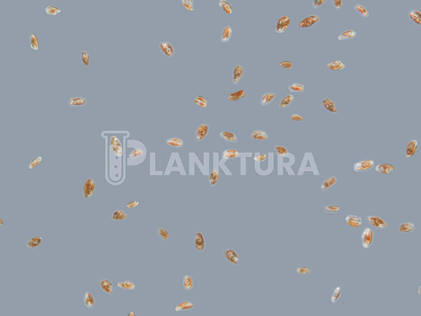 Rhodomonas Phytoplancton vivant - Boutures de corail