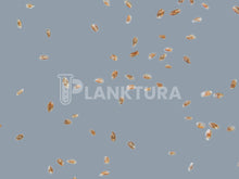 Rhodomonas Live Phytoplankton - Coral Shots
