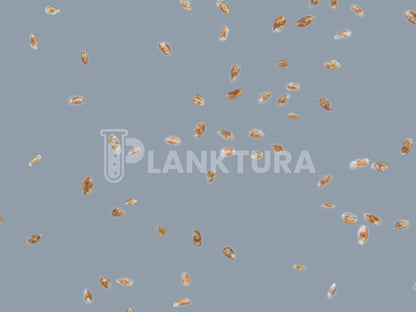Rhodomonas Phytoplancton vivant - Boutures de corail