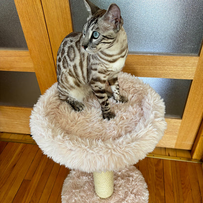 L'Arbre à chat Blush – 1 niveau